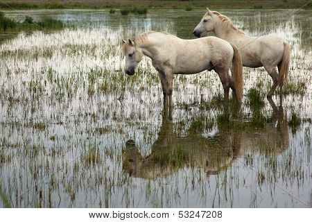 Camargue Horses