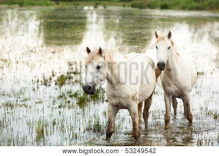 Camargue Horses