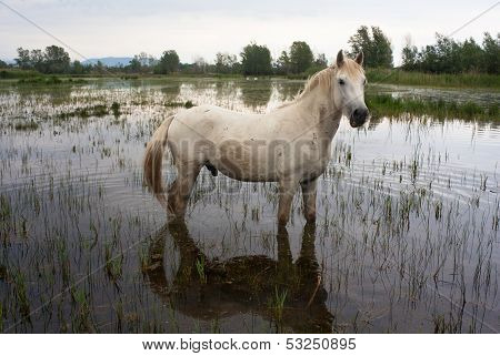 Camargue Horses