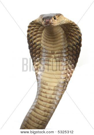 Cobra