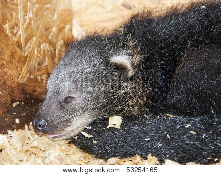 Binturong baby