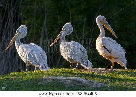 Pelicans