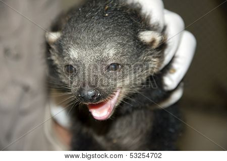 Binturong baby