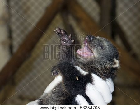Binturong baby