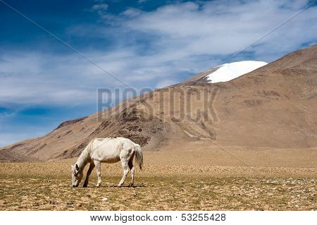 White wild horse at Himalaya mountains. India