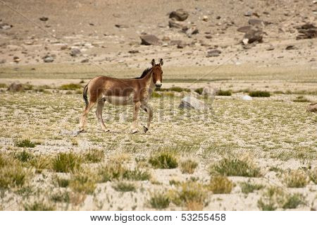 Tibetan wild donkey at highland pasturage