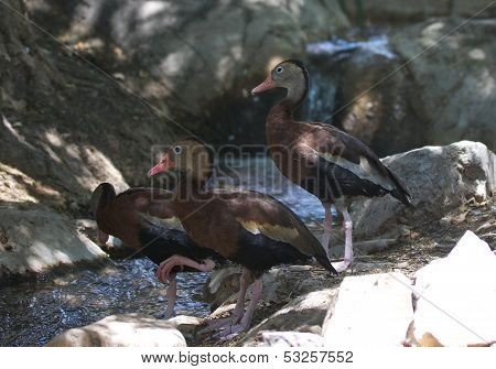 Ducks