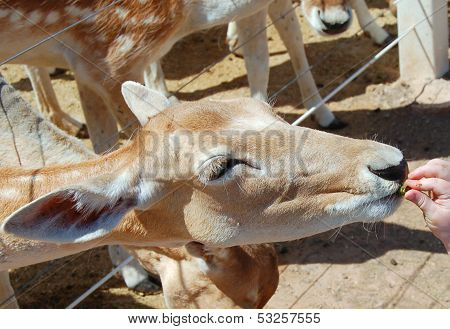 Deer