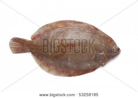 Single Lemon sole fish on white background