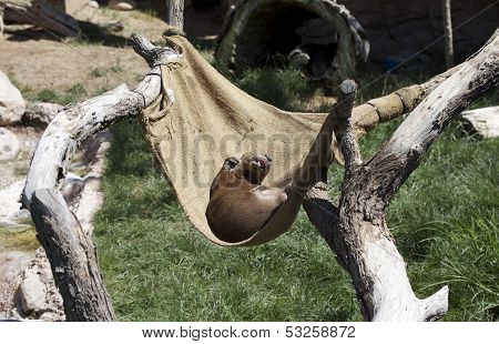 Wallow