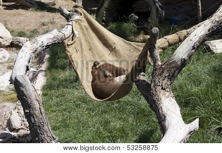 Napping