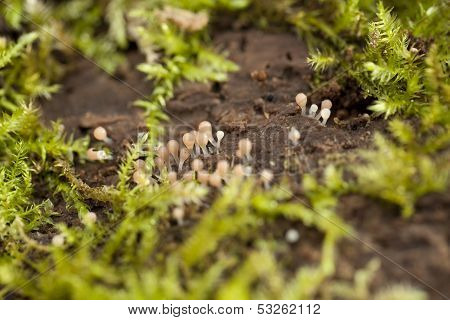 Hemitrichia Calyculata