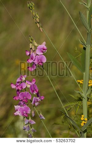 Lathyrus Hirsutus