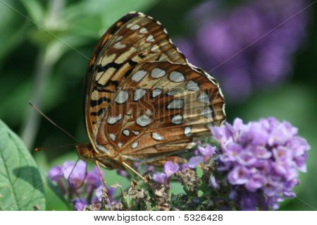 Butterfly and Flower