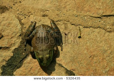 Simply Frog