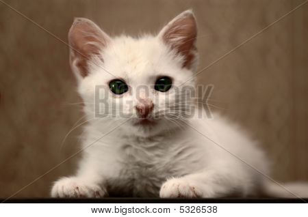Dolce gattino piccolo bianco 3