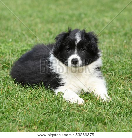 Beautiful Border Collie Puppy Lying