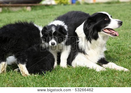 Border Collie With Puppies