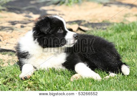 Adorable Border Collie Lying