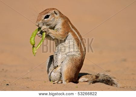 Ground squirrel (Xerus inaurus) feeding on a pod of a tree, Kalahari, South Africa