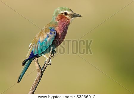 Lilac-breasted roller (Coratias caudata), Etosha National Park, Namibia