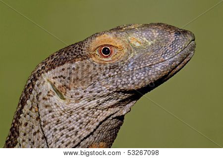 Portrait of a rock monitor (Varanus albigularis), South Africa