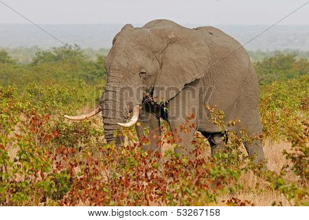 African elephant (Loxodonta africana) feeding on mopane trees, Kruger National Park, South Africa	