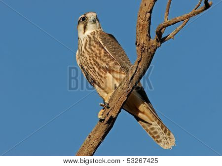 Lanner falcon (Falco biarmicus) perched on a branch, Kalahari, South Africa	