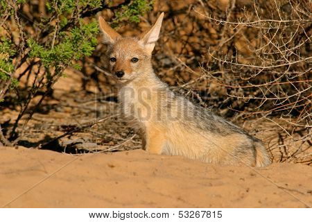 A young Black-backed Jackal (Canis mesomelas), Kalahari, South Africa