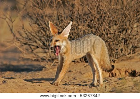 Cape fox (Vulpes chama) yawning and stretching, Kalahari, South Africa