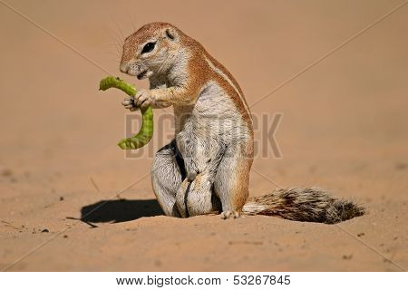 Ground squirrel (Xerus inaurus) feeding on a pod of a tree, Kalahari, South Africa