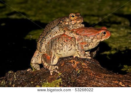 Mating red toads (Schismaderma carens), South Africa	