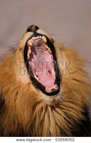 Portrait of a yawning male African lion (Panthera leo), Kalahari, South Africa