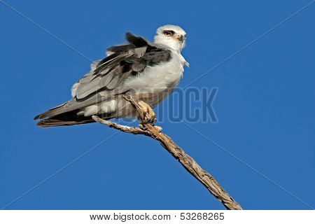 Black-shouldered kite (Elanus caeruleus) perched on a branch, Kalahari, South Africa