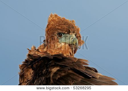 Portrait of a young, immature Bateleur (Terathopius ecaudatus) , Kalahari, South Africa
