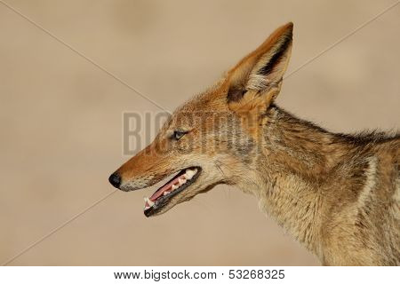 Portrait of a black-backed Jackal (Canis mesomelas), Kalahari desert, South Africa