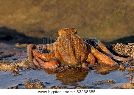 An octopus (Octopus vulgaris) in a shallow coastal rock pool, South Africa
