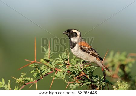 Male Cape sparrow (Passer melanurus) perched on a branch, Kalahari, South Africa