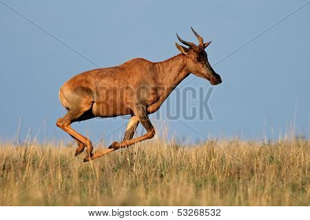 Tsessebe antelope (Damaliscus lunatus), in full flight, South Africa