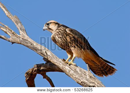 Lanner falcon (Falco biarmicus) perched on a branch, Kalahari desert, South Africa