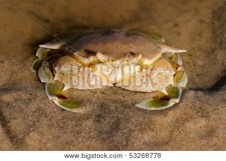 Swimming crab (Ovalipes spp.) on a sandy beach, Mozambique, southern Africa