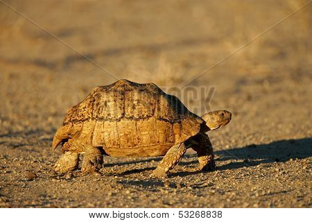 Mountain tortoise (Geochelone pardalis) , Kalahari desert, South Africa