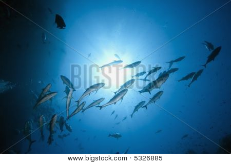 Oceano, pesce e sole