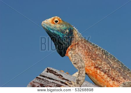 Male ground agama (Agama aculeata) in bright breeding colors, Kalahari desert, South Africa