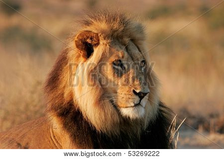 Portrait of a big male African lion (Panthera leo), Kalahari desert, South Africa