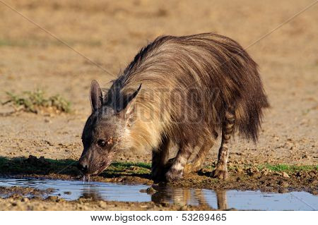 A brown hyena (Hyaena brunnea) drinking water, Kalahari, South Africa