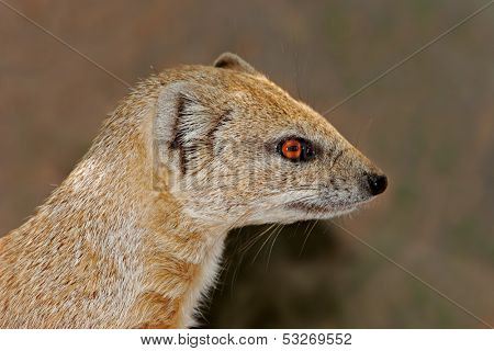 Close-up portrait of a yellow mongoose (Cynictus penicillata), South Africa