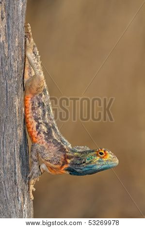 Male ground agama (Agama aculeata) in bright breeding colors, Kalahari desert, South Africa