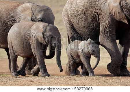 Small herd of African elephants (Loxodonta africana), South Africa