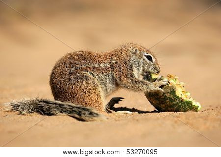 Feeding ground squirrel (Xerus inaurus), Kalahari desert, South Africa